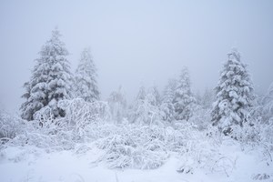 Schwarzwald