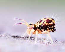 Dicyrtomina saundersi