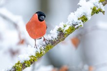 Gimpel im Schnee