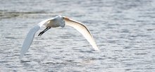 Silberreiher im Flug