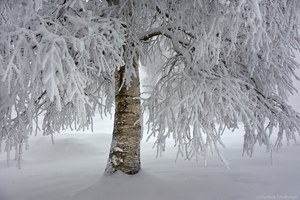 Nebel, Frost und Einsamkeit