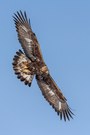 Steinadler im Anflug