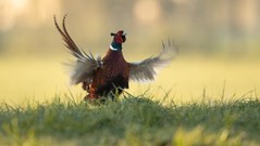 Damals war es Frühling