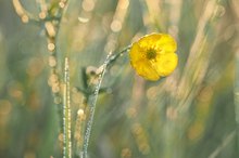 Sommerwiese nach kühler Nacht