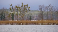 Winterlandschaft am Bl...see