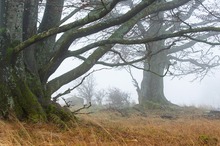 Baumriesen im Nebel