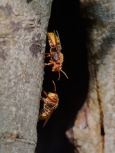 Mulmiges Gefühl am Hornissennest