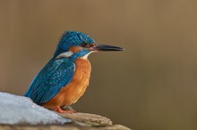 Eisvogel am Ansitzfelsen