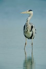 Graureiher (Ardea cinerea) 01