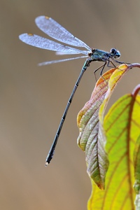 Herbstlibelle