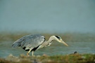 Graureiher (Ardea cinerea) 03