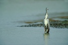 Graureiher (Ardea cinerea) 04