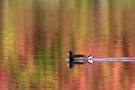 Teichhuhn in Herbstfarben