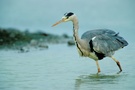 Graureiher (Ardea cinerea) 05