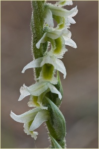 Herbst-Drehwurz, Spiranthes spiralis