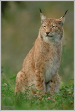 Luchs (Lynx lynx)