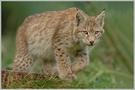 Luchs (Lynx lynx)