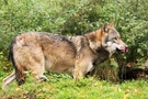 Trinkender Wolf