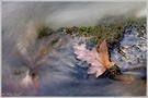 ~ Seasons ~