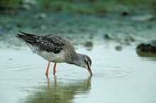 Dunkler Wasserläufer (Tringa erythropus)