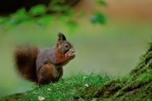 Eichhörnchen (Sciurus vulgaris)