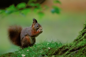 Eichhörnchen (Sciurus vulgaris)