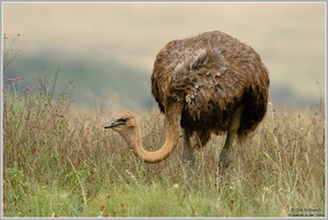 Afrikanischer Strauß (Struthio camelus)