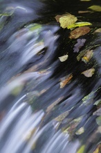 Herbstlaub in der Strömung