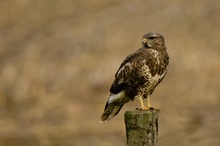 Bussard