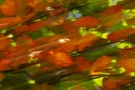Herbstliches