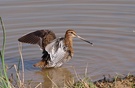 Bekassine (Gallinago Gallinago)