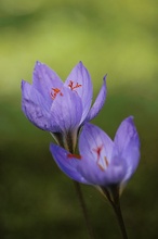 Safran (Crocus sativus)