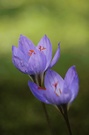 Safran (Crocus sativus)