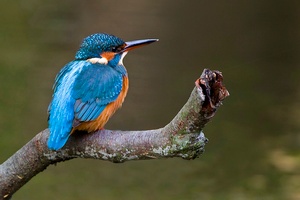 Eisvogel aus Brandenburg