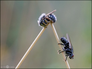 Kleine Harzbiene - Anthidium strigatum und Fliege