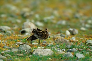 Bekassine (Gallinago gallinago) bei der Gymnastik