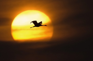 Sonnenaufgang im Land der Kraniche