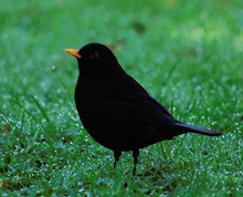 Amsel