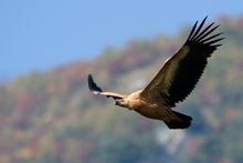 Gänsegeier