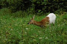 Rehgeiss (Capreolus capreolus) mit Pigmentfehler