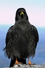 Alpendohle (Pyrrhocorax graculus)