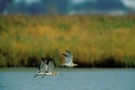 vorbeifliegende Große Brachvögel (Numenius arquata)