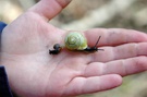 Kriechgetier auf Kinderhand