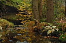 Herbst-wald-bach