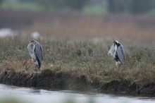 Der Vogel als Scheuche....