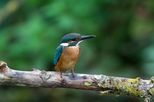 Eisvogel