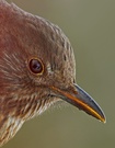 Amselportrait