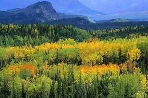 Herbst im Riley Creek Tal