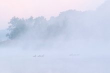 Enten im Nebel