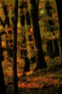~ Herbstfeuer ~